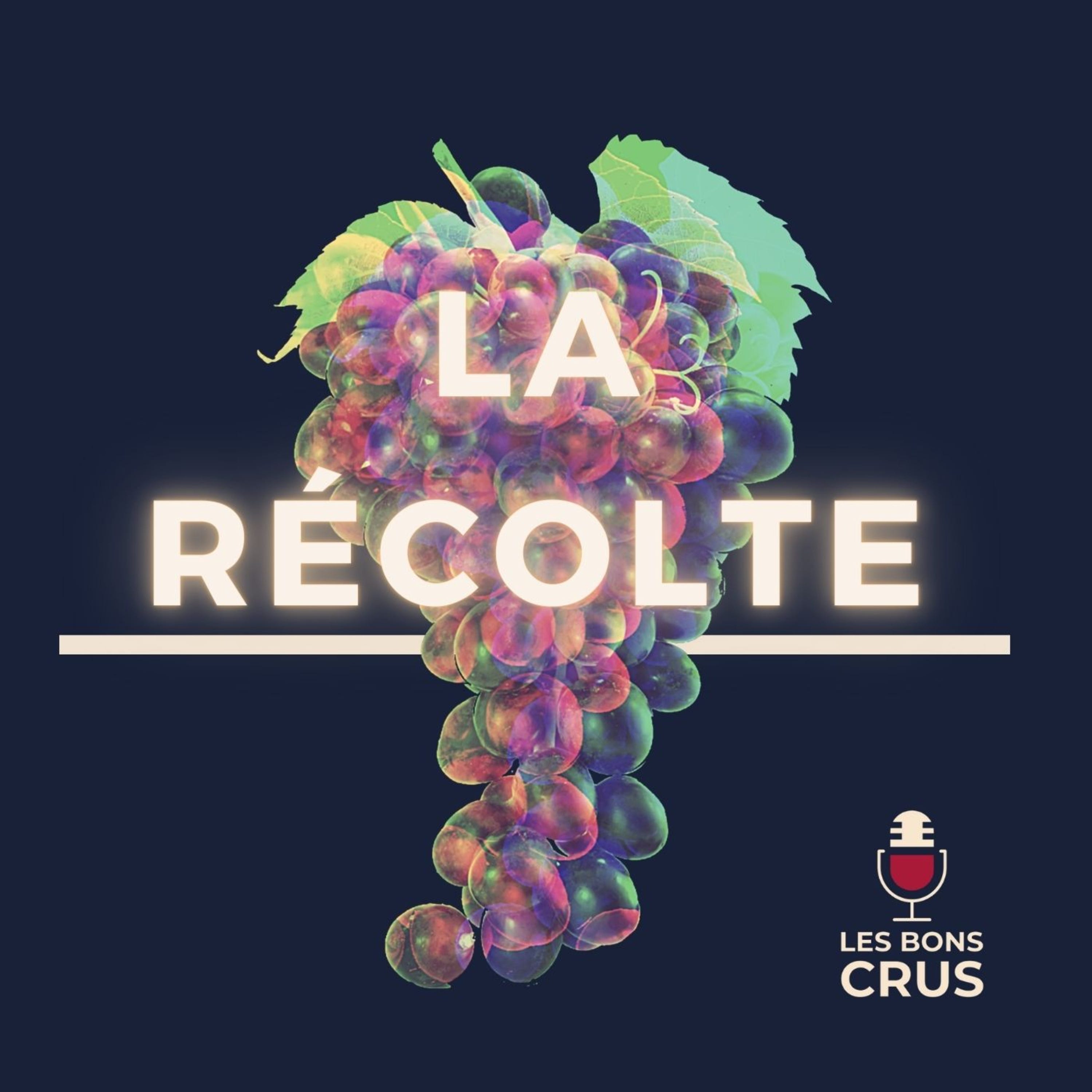 Moneybagg Yo, Young Thug, Jazzy Bazz, Yuri J, BeatKing, RX Papi, Jwles, Lesram, Lil Gotit - Récolte Rap